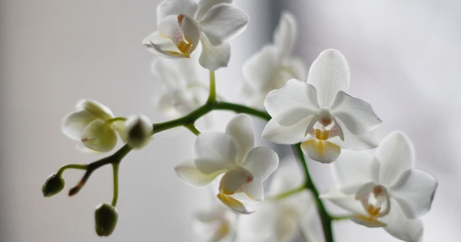 Chọn hoa tặng 8/3 như thế nào